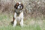 SAINT BERNARD 070